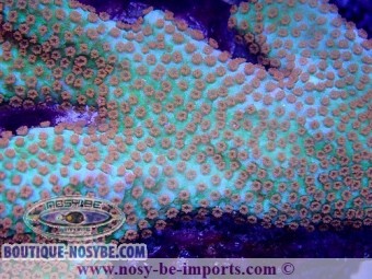 https://www.boutique-nosybe.com/5966-thickbox_default/montipora-confusa-wysiwyg-02042022-7.jpg