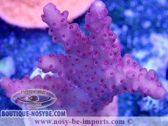 https://www.boutique-nosybe.com/5968-thickbox_default/acropora-sp-usa-wysiwyg-02042022-8.jpg