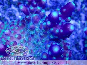 https://www.boutique-nosybe.com/5969-thickbox_default/acropora-sp-usa-wysiwyg-02042022-9.jpg