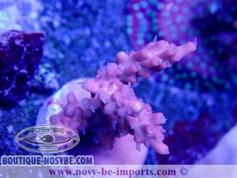 https://www.boutique-nosybe.com/5970-thickbox_default/acropora-sp-usa-wysiwyg-02042022-10.jpg