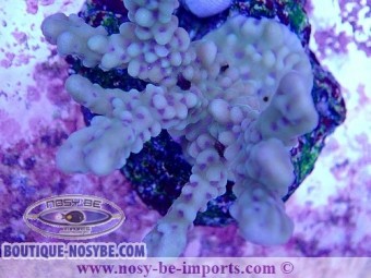 https://www.boutique-nosybe.com/5971-thickbox_default/montipora-sp-wysiwyg-02042022-11.jpg