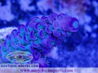 https://www.boutique-nosybe.com/5972-thickbox_default/acropora-tenuis-wysiwyg-02042022-12.jpg