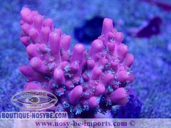 https://www.boutique-nosybe.com/5975-thickbox_default/acropora-sp-usa-wysiwyg-02042022-13.jpg