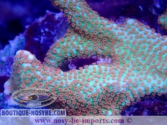 https://www.boutique-nosybe.com/5977-thickbox_default/montipora-confusa-wysiwyg-02042022-13.jpg