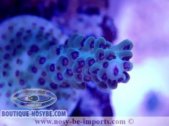 https://www.boutique-nosybe.com/5979-thickbox_default/acropora-sp-usa-wysiwyg-02042022-14.jpg