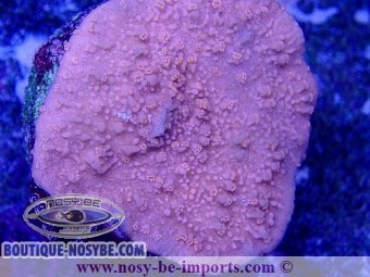 https://www.boutique-nosybe.com/5980-thickbox_default/montipora-capricornis-wysiwyg-02042022-15.jpg