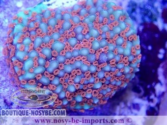 https://www.boutique-nosybe.com/5981-thickbox_default/montipora-sp-wysiwyg-02042022-16.jpg