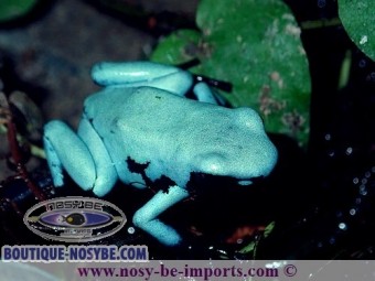 https://www.boutique-nosybe.com/5997-thickbox_default/adelphobates-galactonotus-bleue.jpg