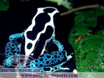 https://www.boutique-nosybe.com/6005-thickbox_default/dendrobates-tinctorius-oyapock.jpg