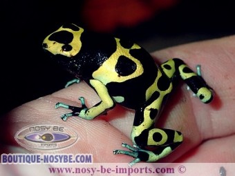 https://www.boutique-nosybe.com/6012-thickbox_default/dendrobates-leucomelas-cerro-autana.jpg