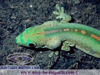 https://www.boutique-nosybe.com/6029-thickbox_default/phelsuma-robermentensi.jpg