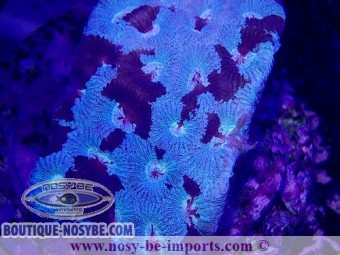 https://www.boutique-nosybe.com/6040-thickbox_default/favites-sp-wysiwyg-30042022-6.jpg