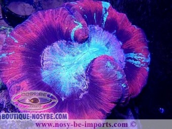 https://www.boutique-nosybe.com/6041-thickbox_default/trachyphyllia-sp-wysiwyg-30042022-7.jpg
