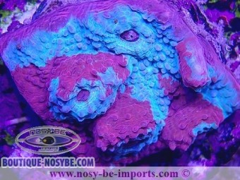 https://www.boutique-nosybe.com/6044-thickbox_default/echinophyllia-sp-wysiwyg-30042022-8.jpg