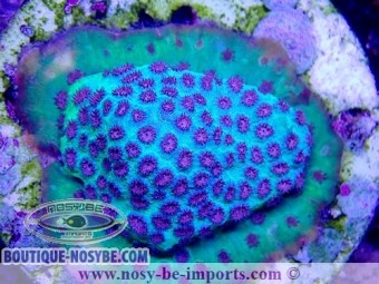 https://www.boutique-nosybe.com/6045-thickbox_default/cyphastrea-sp-wysiwyg-30042022-9.jpg