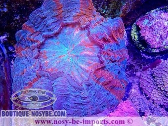 https://www.boutique-nosybe.com/6050-thickbox_default/acanthophyllia-deshayesiana-wysiwyg-30042022-12.jpg