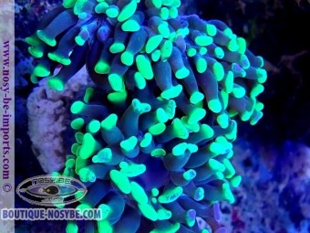https://www.boutique-nosybe.com/6051-thickbox_default/euphyllia-paraancora-wysiwyg-30042022-12.jpg