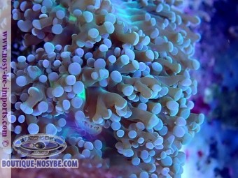 https://www.boutique-nosybe.com/6054-thickbox_default/euphyllia-cristata-wysiwyg-30042022-14.jpg