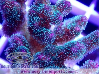 https://www.boutique-nosybe.com/6056-thickbox_default/pocillopora-sp-wysiwyg-30042022-15.jpg