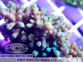 https://www.boutique-nosybe.com/6057-thickbox_default/acropora-sp-wysiwyg-30042022-16.jpg