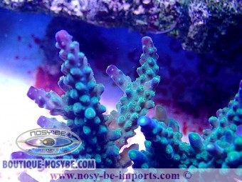 https://www.boutique-nosybe.com/6058-thickbox_default/acropora-parilis-wysiwyg-30042022-17.jpg