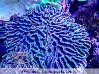 https://www.boutique-nosybe.com/6060-thickbox_default/platygyra-sp-wysiwyg-30042022-18.jpg