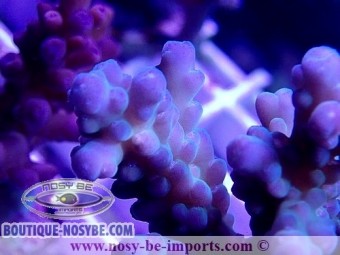 https://www.boutique-nosybe.com/6061-thickbox_default/acropora-granulosa-wysiwyg-30042022-19.jpg