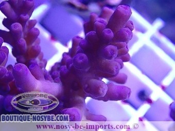 https://www.boutique-nosybe.com/6064-thickbox_default/acropora-sp-wysiwyg-30042022-20.jpg