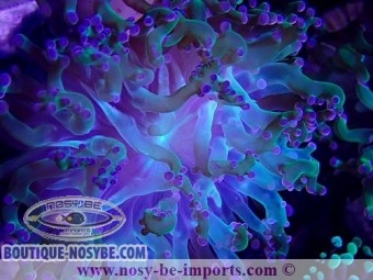 https://www.boutique-nosybe.com/6067-thickbox_default/euphyllia-yaeyamaensis-wysiwyg-30042022-22.jpg