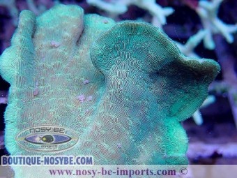 https://www.boutique-nosybe.com/6071-thickbox_default/pavona-cactus-wysiwyg-30042022-24.jpg