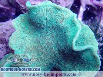https://www.boutique-nosybe.com/6073-thickbox_default/pavona-cactus-wysiwyg-30042022-26.jpg