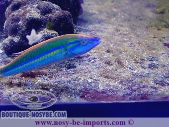 https://www.boutique-nosybe.com/6090-thickbox_default/pseudojuloides-splendens.jpg