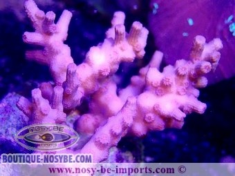 https://www.boutique-nosybe.com/6093-thickbox_default/cyphastrea-decadia-wysiwyg-06052022-1.jpg