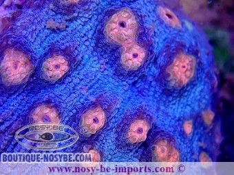 https://www.boutique-nosybe.com/6095-thickbox_default/mycedium-robokaki-wysiwyg-06052022-2.jpg