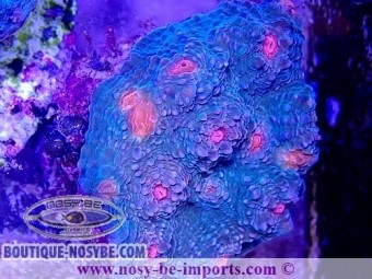 https://www.boutique-nosybe.com/6101-thickbox_default/echinophyllia-sp-wysiwyg-06052022-5.jpg