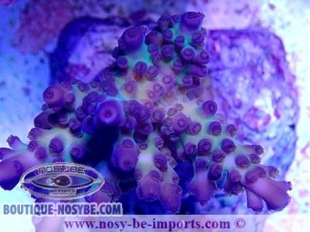 https://www.boutique-nosybe.com/6108-thickbox_default/acropora-sp-wysiwyg-06052022-9.jpg