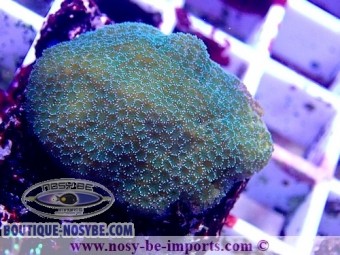 https://www.boutique-nosybe.com/6113-thickbox_default/montipora-sp-wysiwyg-06052022-12.jpg