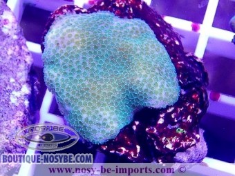 https://www.boutique-nosybe.com/6114-thickbox_default/montipora-sp-wysiwyg-06052022-13.jpg