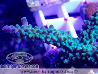 https://www.boutique-nosybe.com/6122-thickbox_default/acropora-parilis-wysiwyg-06052022-18.jpg