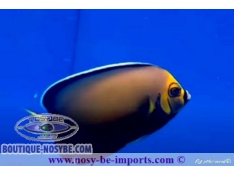 https://www.boutique-nosybe.com/6135-thickbox_default/chaetodontoplus-conspicillatus.jpg
