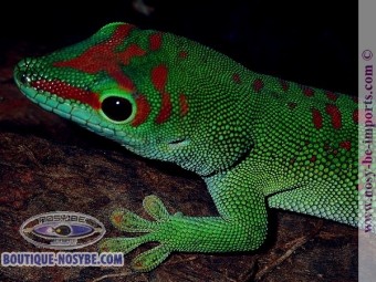 https://www.boutique-nosybe.com/6165-thickbox_default/phelsuma-grandis-high-red.jpg