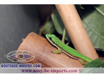 https://www.boutique-nosybe.com/6170-thickbox_default/phelsuma-nigristriata.jpg