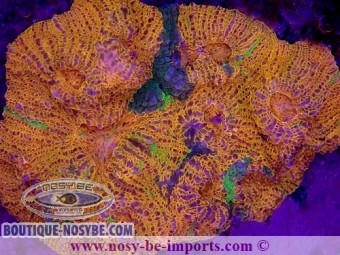 https://www.boutique-nosybe.com/6182-thickbox_default/echinophyllia-sp-wysiwyg-30072022-2.jpg