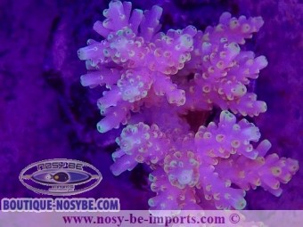 https://www.boutique-nosybe.com/6193-thickbox_default/acropora-sp-wysiwyg-30072022-5.jpg