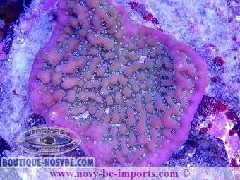 https://www.boutique-nosybe.com/6204-thickbox_default/montipora-undata-wysiwyg-30072022-7.jpg