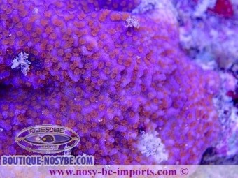 https://www.boutique-nosybe.com/6205-thickbox_default/montipora-sp-wysiwyg-30072022-8.jpg