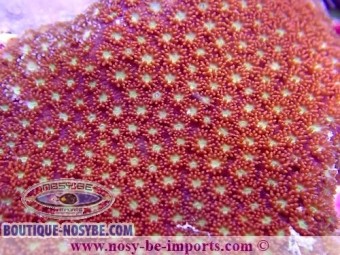 https://www.boutique-nosybe.com/6219-thickbox_default/bernardpora-sp-wysiwyg-30072022-15.jpg