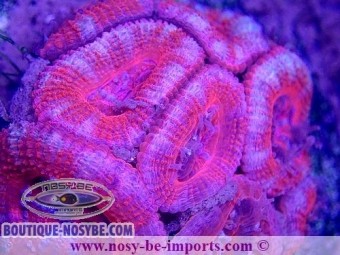 https://www.boutique-nosybe.com/6220-thickbox_default/acanthastrea-lordhowensis-wysiwyg-30072022-16.jpg