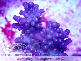 https://www.boutique-nosybe.com/6246-thickbox_default/acropora-sp-wysiwyg-30072022-32.jpg