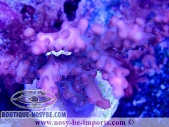 https://www.boutique-nosybe.com/6277-thickbox_default/acropora-sp-usa-wysiwyg-30092022-1.jpg